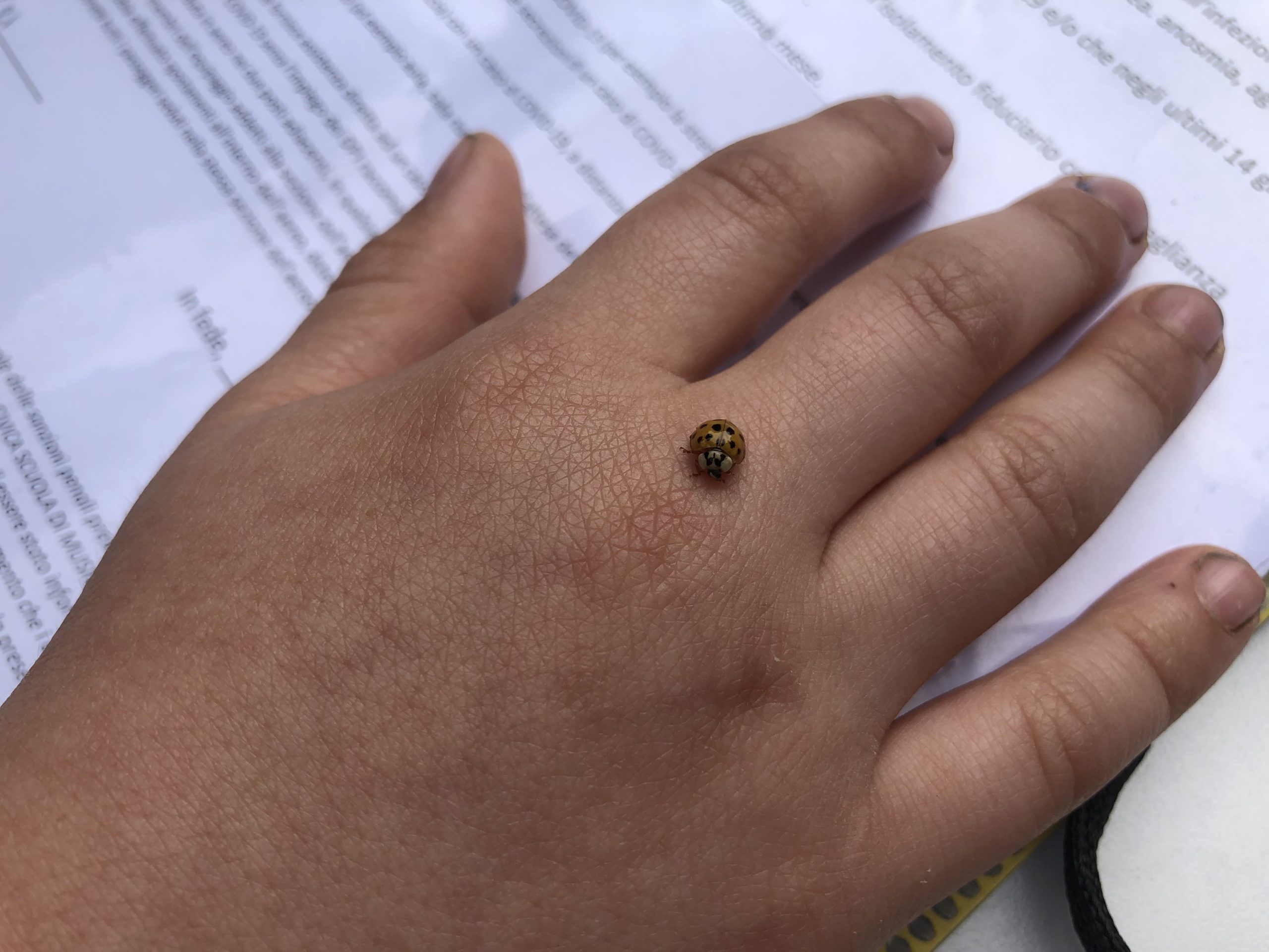 Campus Estivo 2021 | Coccinella!